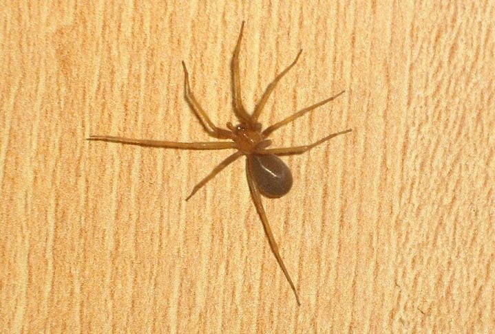 Aranha-marrom (Loxosceles): Esse gênero inclui várias espécies, sendo a Loxosceles reclusa uma das mais conhecidas, especialmente nos Estados Unidos. No Brasil, a Loxosceles laeta é uma das espécies mais perigosas.
