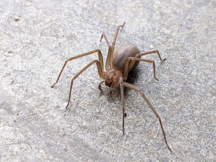 Comum em várias partes do mundo — especialmente Brasil e EUA —, a aranha-violinista (Loxosceles) pertence a um gênero que inclui várias espécies de aranhas, sendo a mais conhecida a "loxosceles reclusa". 