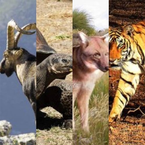 É sempre importante lembrar desses animais para reforçar a conscientização coletiva acerca do tema. Veja agora uma lista incrível de animais que já foram extintos – ou estão prestes a ser!