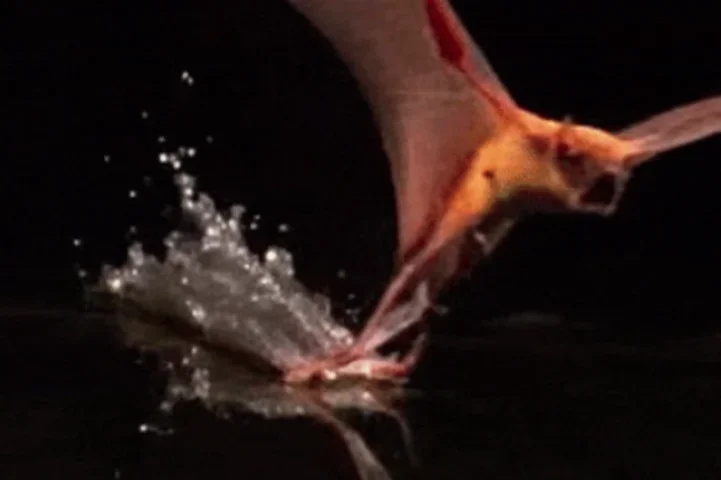 O morcego pescador habita principalmente Ã¡reas de bacias hidrogrÃ¡ficas, desde o MÃ©xico atÃ© a Argentina, no continente americano. Sobrevoa a Ã¡gua para capturar peixes durante a noite, principalmente sardinhas e manjubas. TambÃ©m come crustÃ¡ceos (camarÃµes e siris). E insetos (mariposas e besouros). 