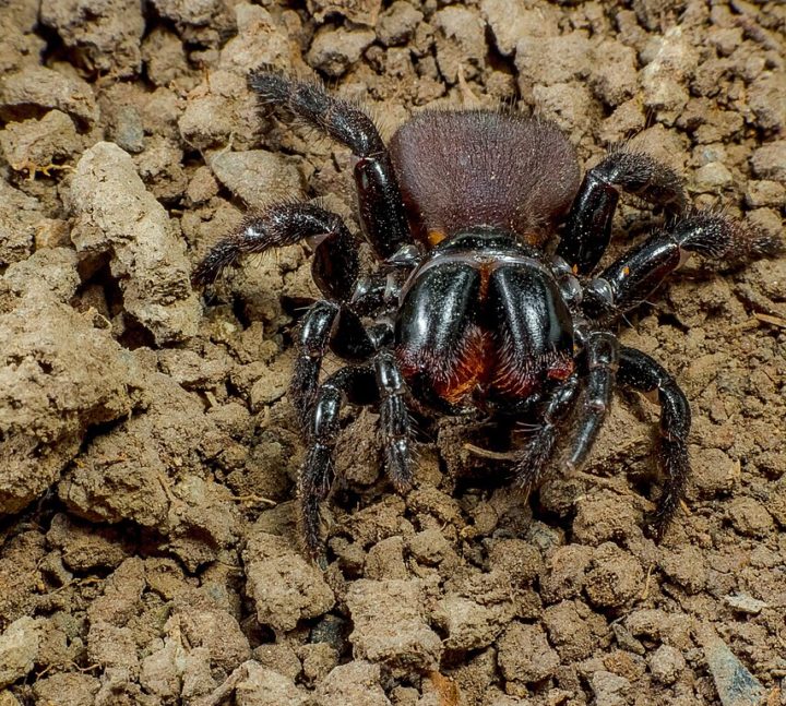Aranha-rato (Missulena): Essa outra aranha australiana se esconde em tocas subterrâneas durante o dia e emerge à noite para caçar pequenos insetos e outros artrópodes.