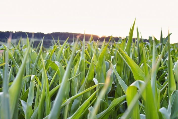 Limpar regularmente os pastos, remover plantas altas, folhas secas e sujeira, ajuda a reduzir o ambiente favorável para os carrapatos.