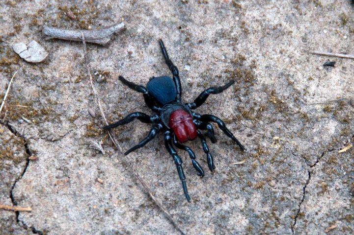 Embora seu veneno seja potente, há poucos registros de picadas fatais ou graves em humanos. 