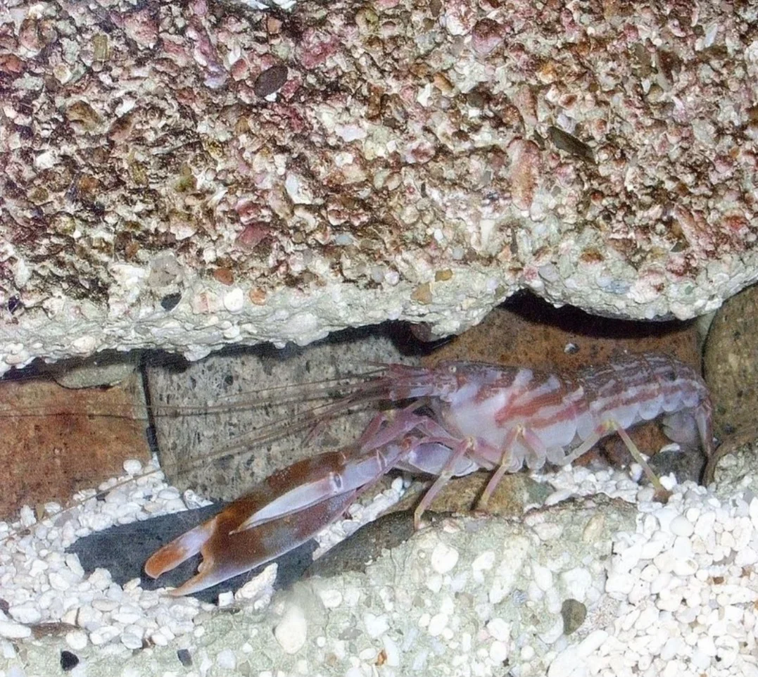 O camarÃ£o pistola tambÃ©m Ã© chamado de camarÃ£o-de-estalo justamente por causa desse ruÃ­do que ele emite. Essa espÃ©cie Ã© encontrada na costa do Oceano PacÃ­fico, no PanamÃ¡.  Geralmente fica em poÃ§as e cascalhos nas praias, encobertos por pedras. 