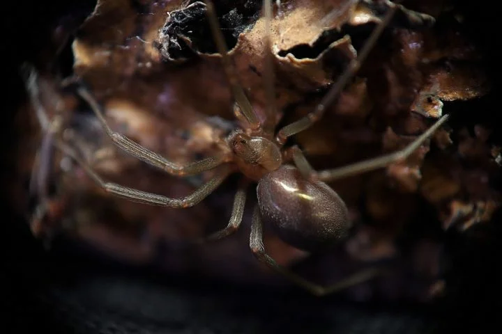 As aranhas-violinistas são noturnas e reclusas, preferindo ambientes quentes, secos e escuros. Elas costumam se esconder em lugares como pedras, troncos, telhas, tijolos, tábuas de madeira e embaixo de móveis.