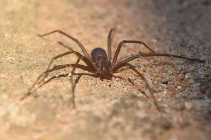 No início, o jovem acreditou que a picada era de um mosquito, mas o ferimento se expandiu, provocando outros sintomas como dor intensa, pus e necrose na perna.