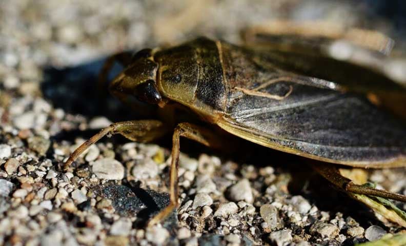 Barata gigante que se alimenta de patos, sapos e até cobras pode viver no Brasil