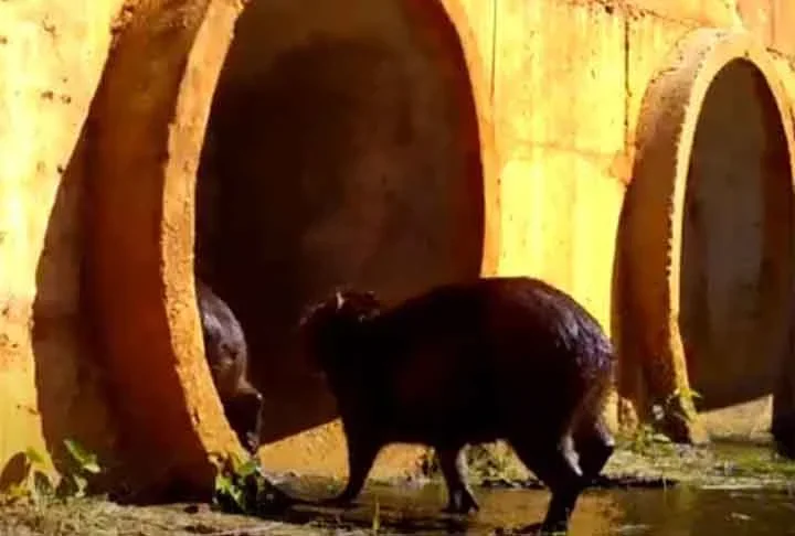 Uma concessionÃ¡ria administradora de uma das rodovias divulgou que, em um ano e meio, o nÃºmero de acidentes envolvendo animais silvestres caiu em 86%. 