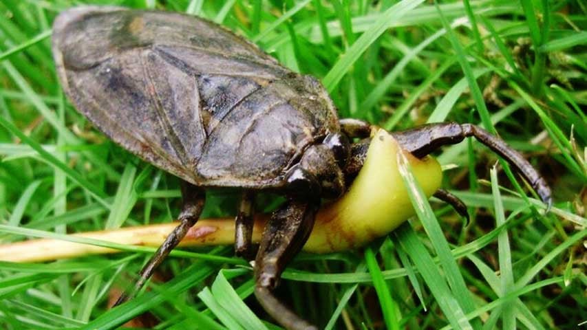 Esse animal Ã© um caÃ§ador muito eficiente, capaz de se alimentar de vÃ¡rios outros insetos. 