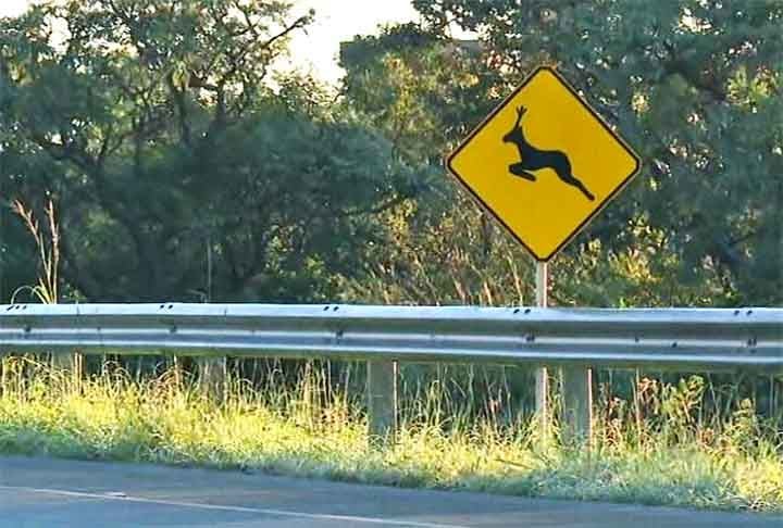 Ao longo de trechos de estrada com presença de animais, é importante haver sinalização informando aos motoristas sobre o risco de acidentes. E o ideal é reduzir a velocidade e ter bastante atenção.  