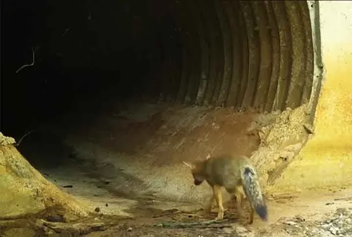Entre os animais filmados,  estão antas, veados catingueiros e raposinhas do campo (foto), uma espécie que está ameaçada de extinção.
