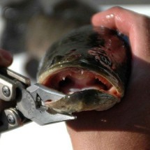 Sobrevive até fora d"água: Autoridades dos EUA pedem para população cortar cabeça de peixe invasor - Domínio público