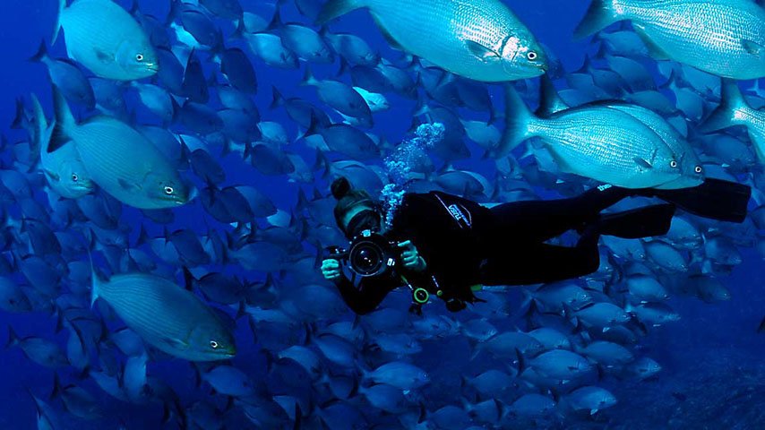 Mar de Esmeraldas em Fernando de Noronha (PE) - Mais de 230 espécies vivem nesse ponto de mergulho com visibilidade de 50m. São 10 tipos de tubarões e 15 corais. Ali ficam as carcaças dos navios Corveta Ipiranga (brasileiro, afundou em 1983) e Eleni Stathatos (grego, naufragou em 1930). -facebook.com/@noronhadivers
