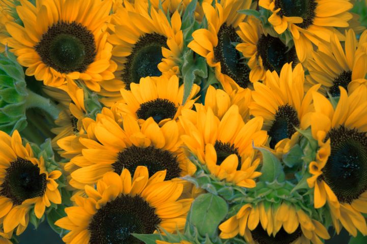Girassol: A bela flor que segue a luz e embeleza os campos