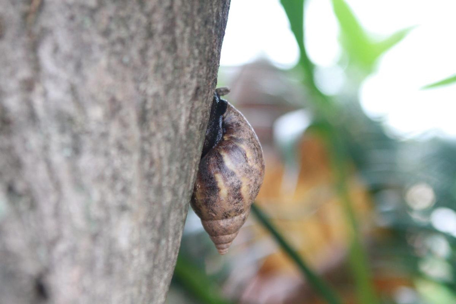 Invasão de caramujos no Barreiro, bairro Teixeira Dias- Edesio Ferreira/EM/D.A - Press -Brasil