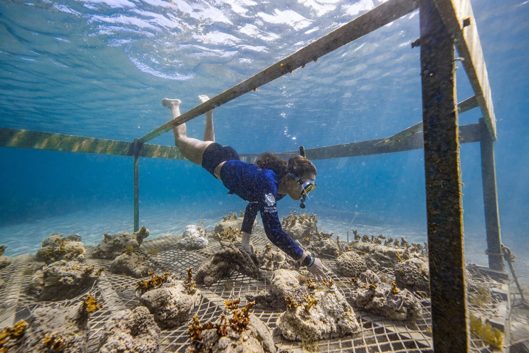 Turismo regenerativo: parceria entre Embratur e Prefeitura de Maragogi (AL) promove plantio de 500 corais no oceano