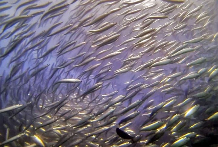 A redução da população de sardinhas pode ter um efeito dominó no ecossistema, afetando a disponibilidade de alimento para outros animais e, consequentemente, a diversidade da vida marinha. 