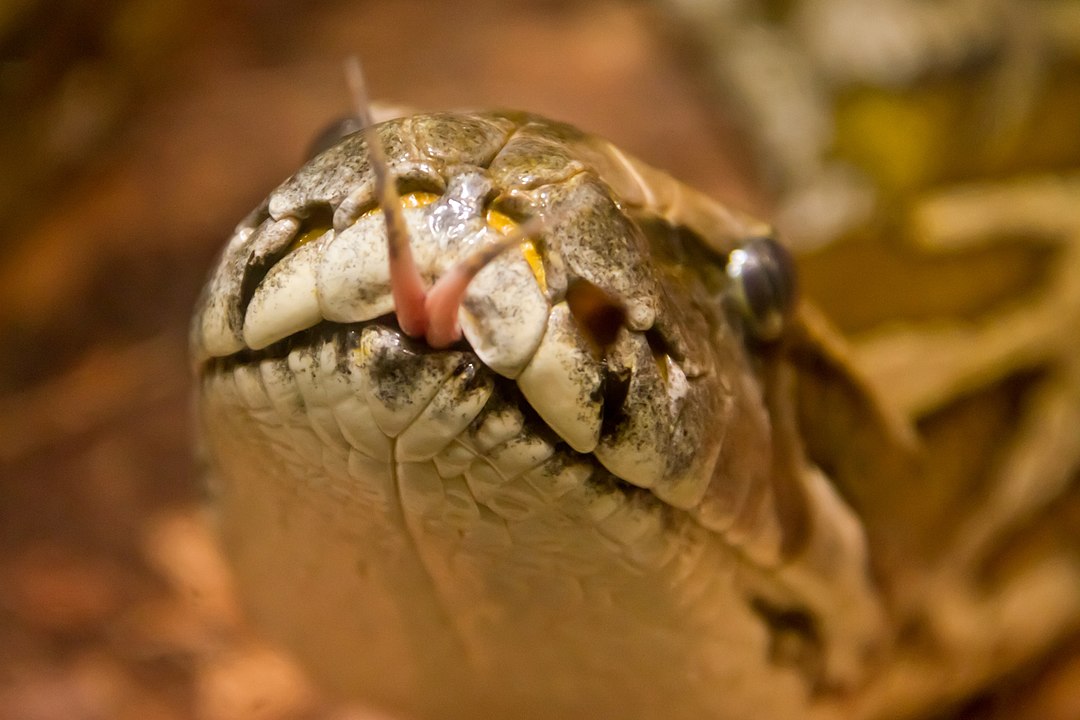 Essas cobras não têm dentes inoculadores de veneno, mas possuem presas afiadas curvadas para dentro, para agarrar a presa. 