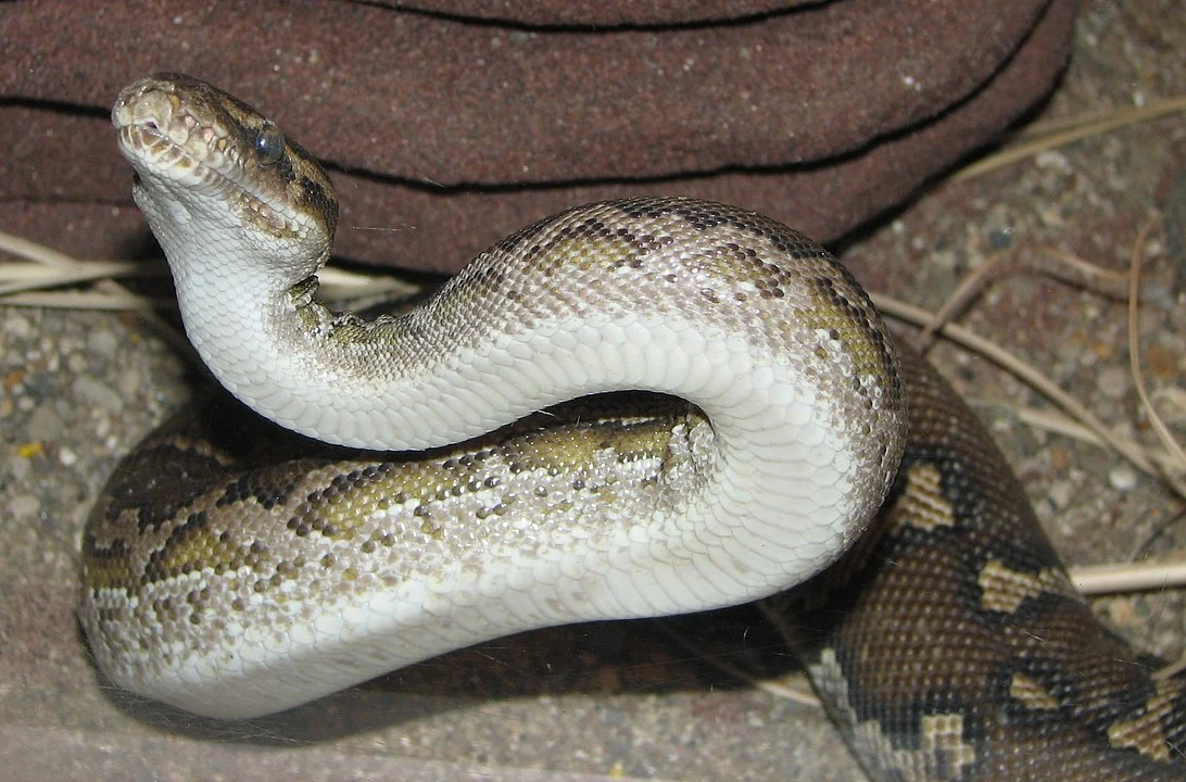 Então fica o alerta. Se vir uma píton por aí (ou qualquer cobra!), fuja e acione os bombeiros. Ele vão saber quem chamar, dependendo da cidade e do estado onde você vive.