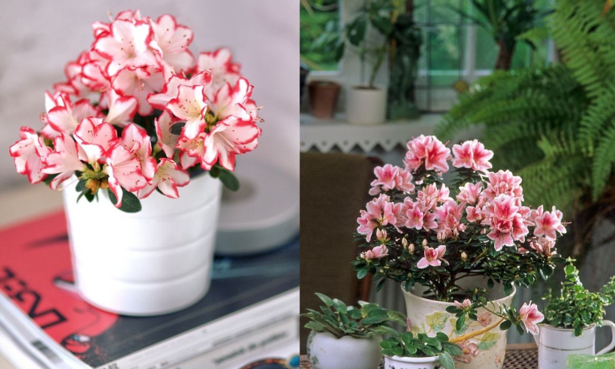 Como cultivar azaleia: flor resistente que transforma varandas e jardins Como cultivar azaleia: flor resistente que transforma varandas e jardins