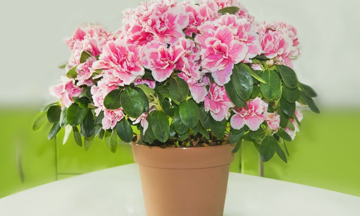 Como cultivar azaleia: flor resistente que transforma varandas e jardins Como cultivar azaleia: flor resistente que transforma varandas e jardins
