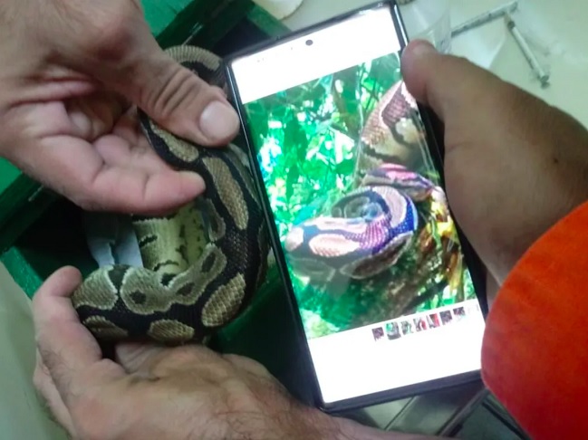 Os bombeiros confirmaram que se tratava da mesma serpente solta na semana anterior, identificada pelo padrão de manchas.