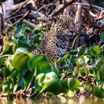 Felipe Cuoco expõe "O Chamado do Pantanal" em São Paulo - DINO