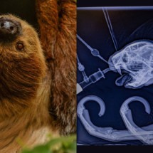 Preguiça "brasileira" passa por procedimento inédito para curar dor de dente - Montagem/Reprodução @chesterzoo