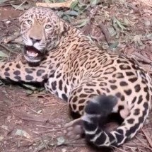 O resgate da onça-pintada ‘sem fronteiras’, que transita pelo Brasil e Argentina - Platobr Nacional
