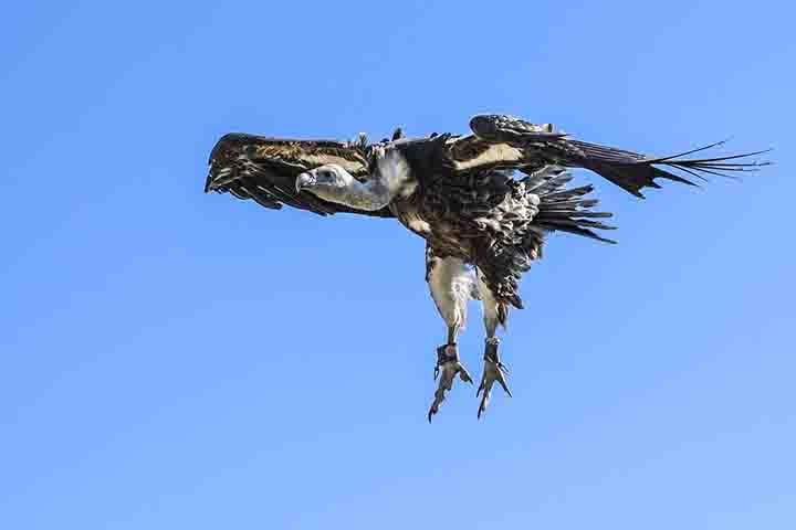 Essas aves são vítimas de envenenamento justamente por caçadores ilegais que não querem ter a presença revelada.