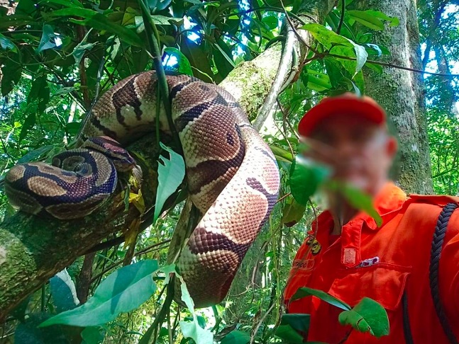 Muito machucada, a pÃ­ton recebeu os primeiros socorros e foi encaminhada ao Centro de Triagem de Animais Silvestres do Ibama.