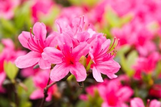 Como cultivar azaleia: flor resistente que transforma varandas e jardins