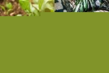 Wa Siti, uma agricultora de 55 anos, foi engolida por uma píton de 7 metros enquanto colhia vegetais em sua horta, em Sulawesi, Indonésia. -  (crédito: Montagem/Freepik/Pixabay)