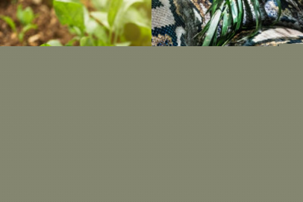 Wa Siti, uma agricultora de 55 anos, foi engolida por uma píton de 7 metros enquanto colhia vegetais em sua horta, em Sulawesi, Indonésia. -  (crédito: Montagem/Freepik/Pixabay)