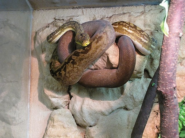 Para piorar, essa cobra é capaz de se reproduzir sozinha, graças a um fenômeno natural chamado partenogênese.