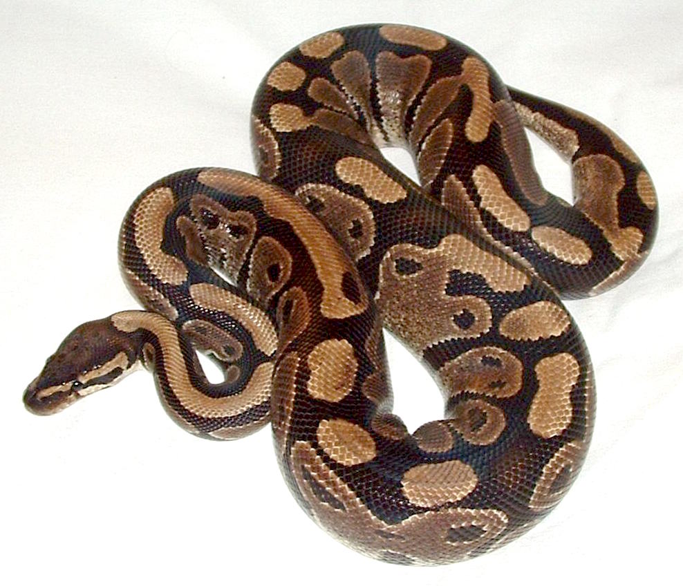 As cobras da espécie píton têm duas origens. Podem ser da África, onde se espalham por todo o continente. A do tipo angolana prolifera em Angola e Namíbia. E a píton Real habita diversos países. 