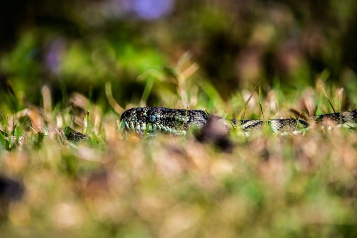 "Eu sempre me preocupei com ela trabalhando na horta. Já tinha visto cobras grandes ali. Ela trabalhava na fazenda desde pequena, então não tinha medo", comentou ele.