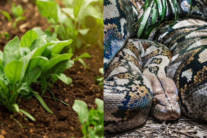 Wa Siti, uma agricultora de 55 anos, foi engolida por uma píton de 7 metros enquanto colhia vegetais em sua horta, em Sulawesi, Indonésia.-Montagem/Freepik/Pixabay