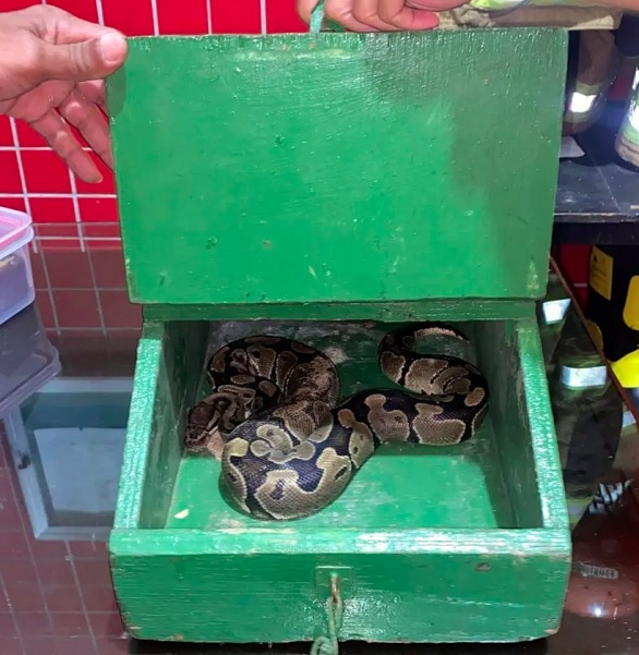 A cobra foi encontrada cinco dias depois de ser carregada para casa por um cachorro. 