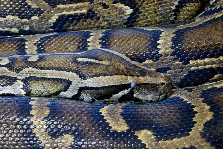 Considerada uma ameaça a outras espécies, a píton é exótica no Brasil e pode causar desequilíbrio ambiental.
