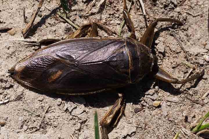 Diferentemente de outras baratas, elas não possuem asas funcionais, embora tenham estruturas alares reduzidas. 