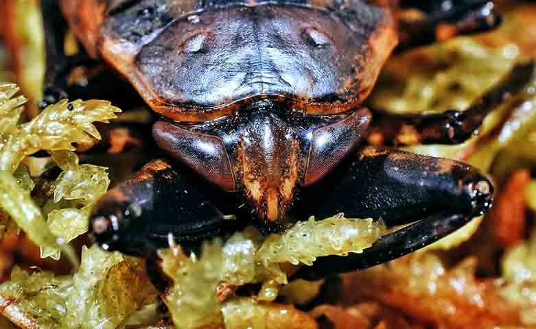 O que mais chama atenção nesses insetos é sua anatomia. Essas baratas têm patas dianteiras muito fortes e usam dessa vantagem para agarrar suas presas.