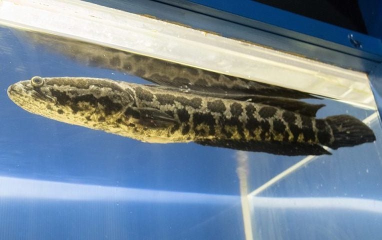 O cabeça-de-cobra-do-norte pode chegar perto de 1 metro de comprimento, tem o corpo alongado, a cabeça grande e a cor marrom-escura.