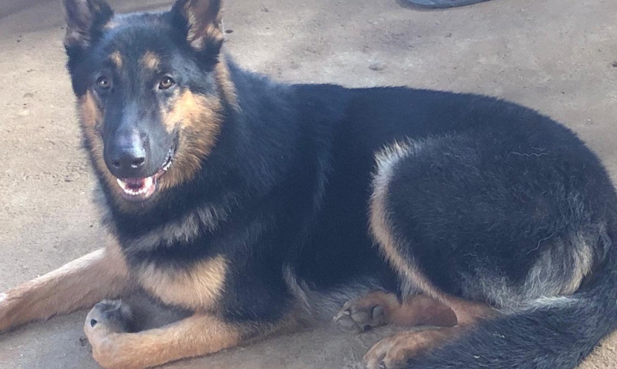 Brutus tinha quatro anos e segundo sua tutora era dócil com a família mas, por ser um cão de guarda estranhava pessoas desconhecidas -  (crédito: Arquivo Pessoal)