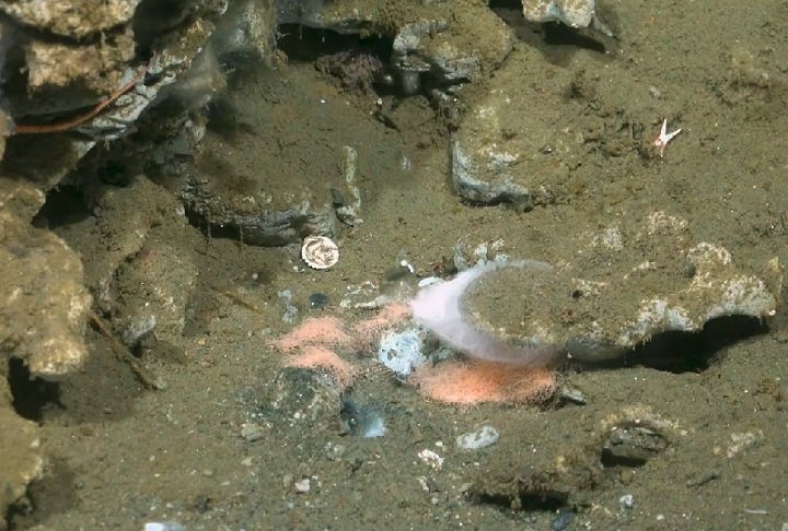 “O fato de termos encontrado tantas fissuras [que expelem metano] em uma área relativamente pequena sugere que elas são disseminadas ao longo da costa chilena, servindo como centros de biodiversidade e ciclos elementares em grande escala”.