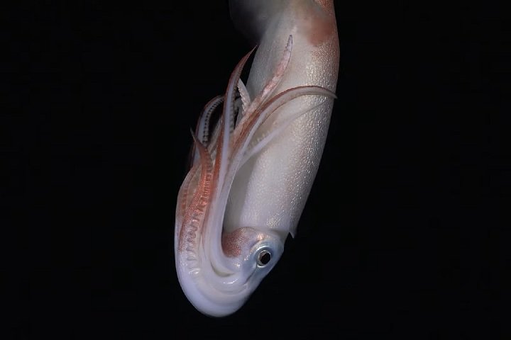 Durante a expedição, a equipe encontrou algumas criaturas bem curiosas, como um grupo de lulas-de-Humboldt, visto se alimentando próximo das fissuras submarinas.