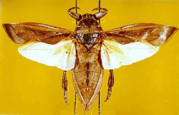 Quando estão na fase adulta, algumas subespécies dessas baratas se tornam aptas a voar, atraídas por luzes artificiais à noite.