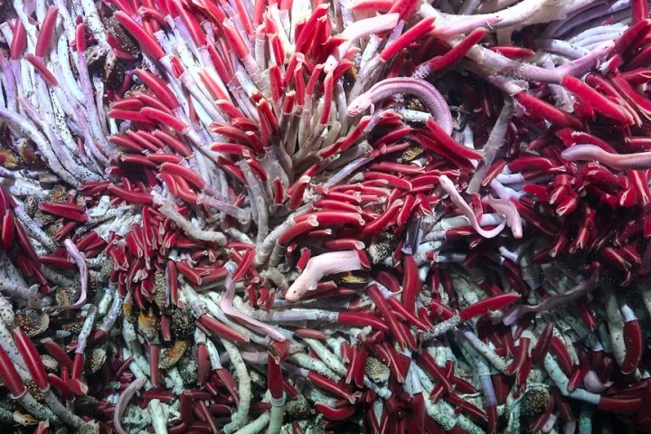 A equipe também encontrou um verme poliqueta que brilha, uma das descobertas mais chamativas.