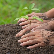 Promessas climáticas podem exigir 1 bilhão de hectares  - DINO