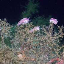 Pesquisadores descobrem novas espécies vindas de cânions do fundo do mar - ROV SuBastian/Schmidt Ocean Institute